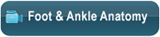Foot & Ankle Anatomy