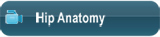 Hip Anatomy