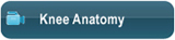 Knee Anatomy